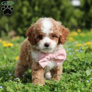 Bambi, Cavapoo Puppy